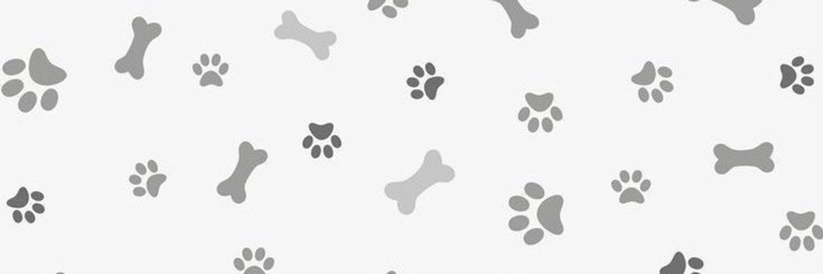 public/headers/puppy.jpg