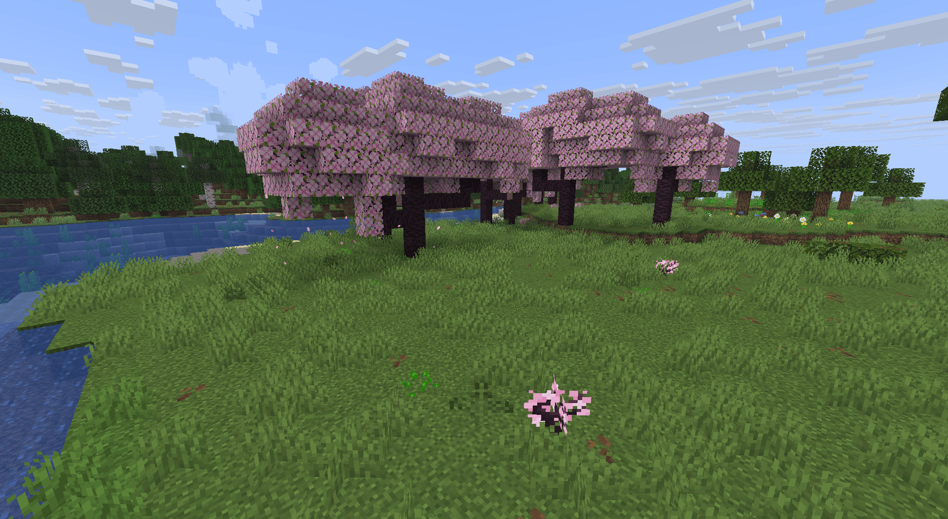 Some out-of-place cherry blossom trees in a plains biome. There are a couple saplings visible on the ground where new trees are naturally growing, as well as some wheat-seed-esque plants which will eventually grow into additional saplings. There are also some oak trees in the distance that have spread, and some jungle leaves on the ground to the right which have fallen from a destroyed tree. An additional detail pictured is the leaf litter - Which now spawns around leaves, as plains biomes do not usually generate leaf litter.
