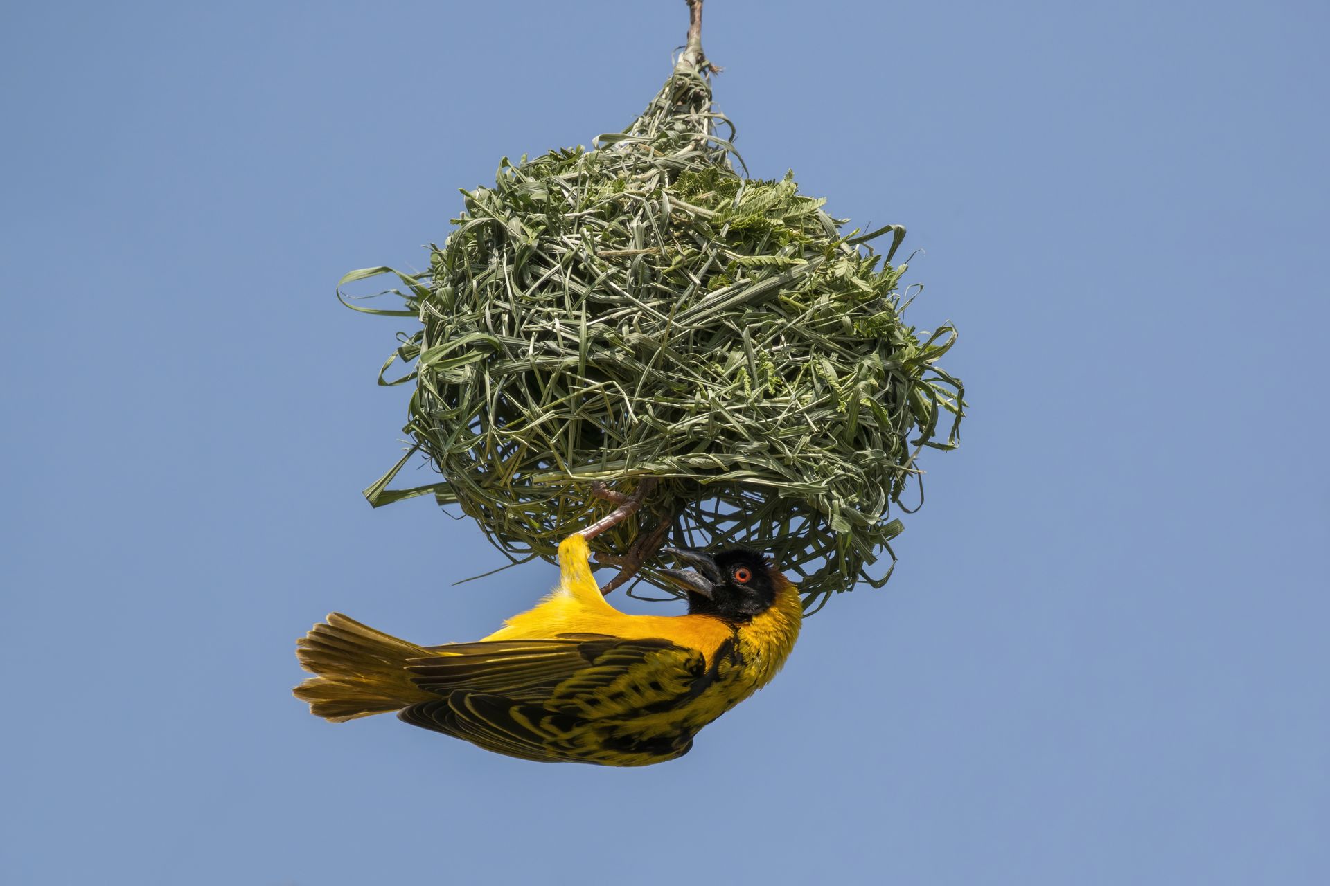 weaver_notes/weaver_photo_med.jpg